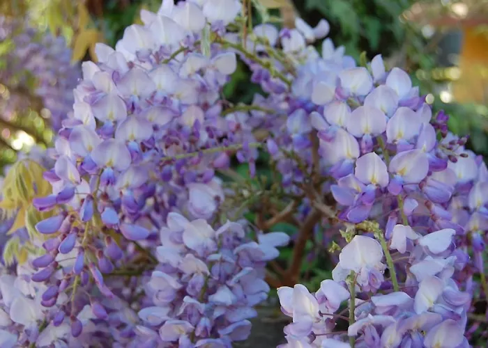 아파트 Casa Didun -apart Bartume'